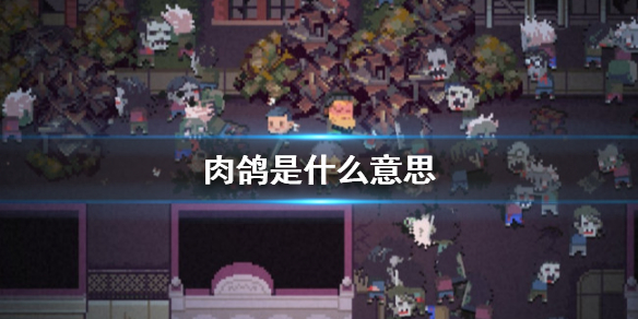 肉鸽是什么意思