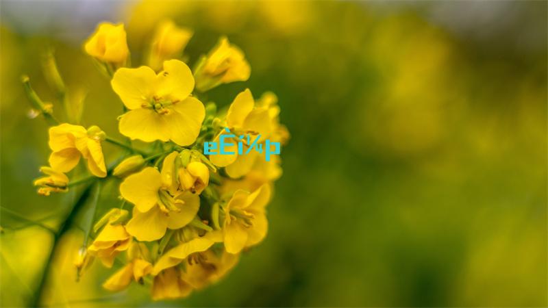 火炬之光无限装备有哪些