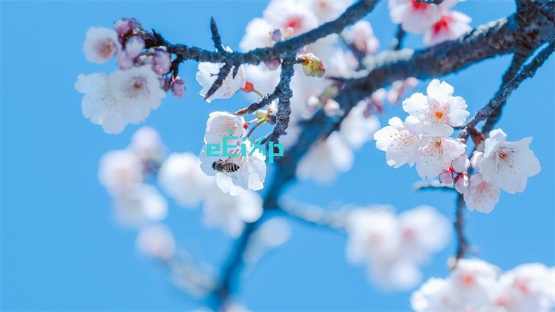 洛克王国潮玩方方介绍一览