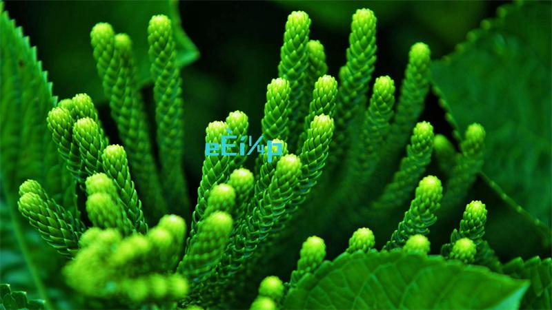 世界弹射物语abs弓海伯利安之弓怎么样评测