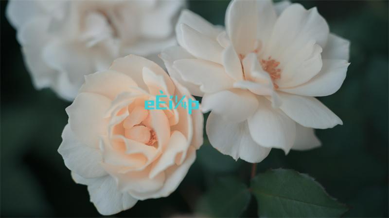 618淘宝活动是几号开始的