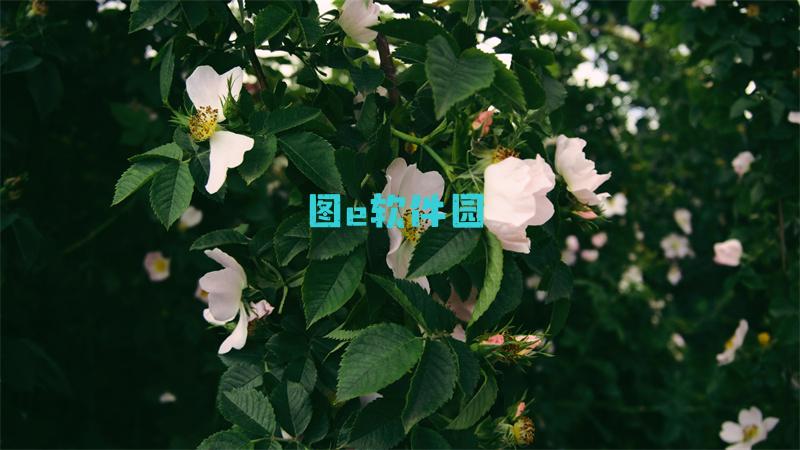 qq仙灵罗刹塔17层攻略路易鬼屋3第八层攻略