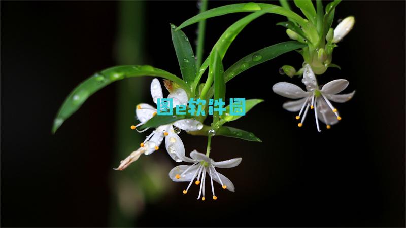 罗刹塔16层攻略