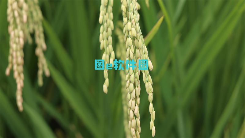 狂恋之宴游戏攻略