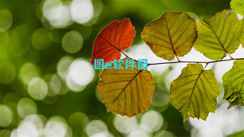御龙在天精神扇子攻略御龙在天扇子加点图