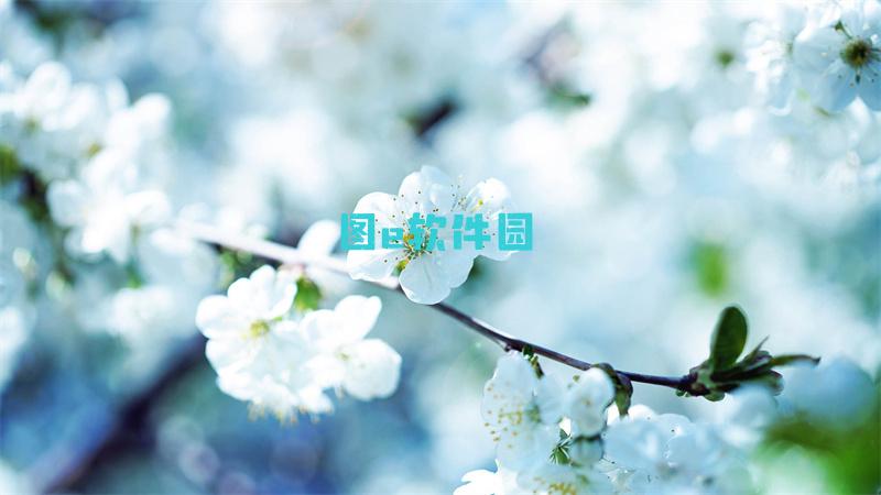 肉山谷36完整攻略