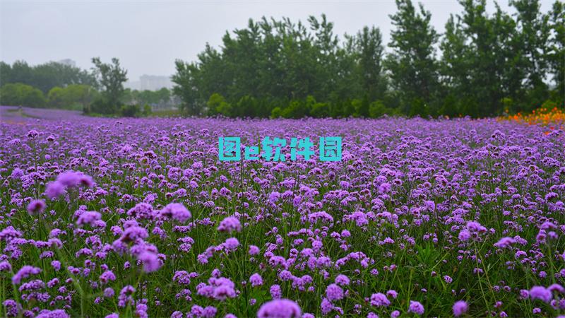 最终幻想16白金奖杯攻略