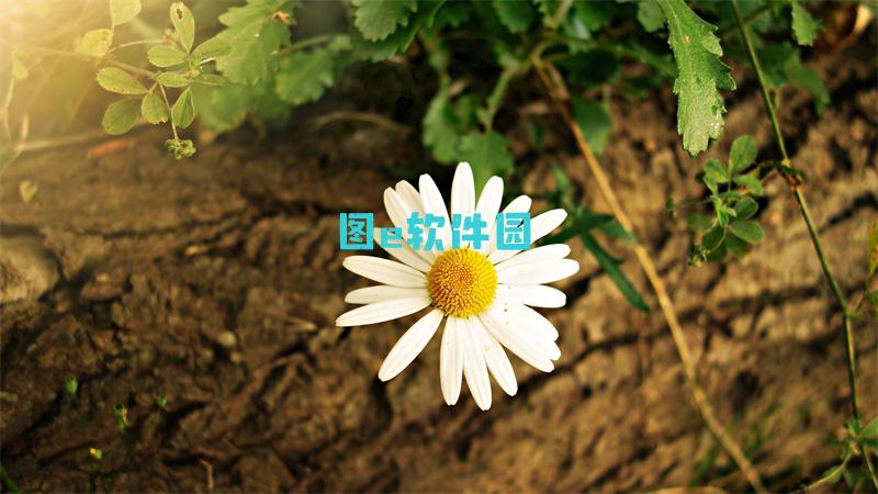 《抖音》荔枝是什么梗