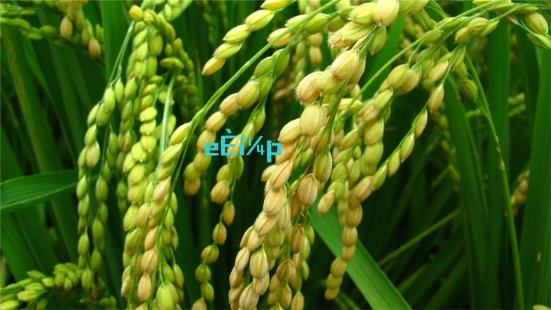 原始征途手游公测时间公布