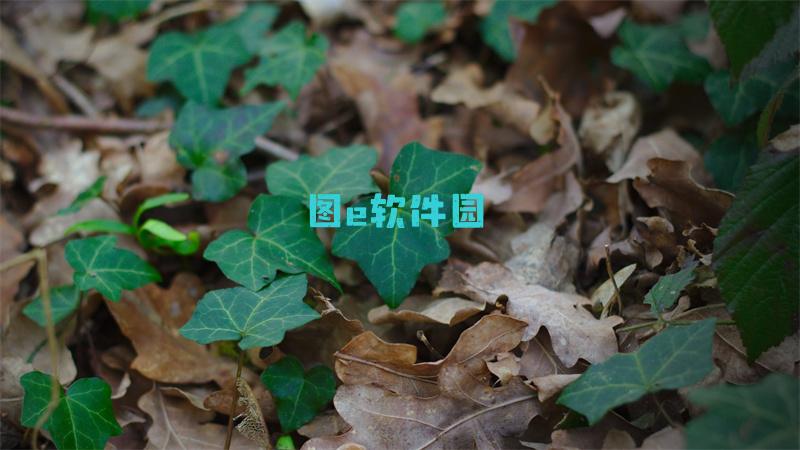 一梦江湖香尽紫藤时装怎么样一梦江湖乌鸦时装外观一览