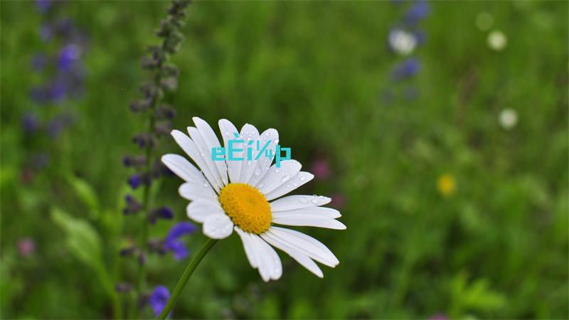 王者荣耀貂蝉的兔子好软水好多直接在线播放原版1080p视频