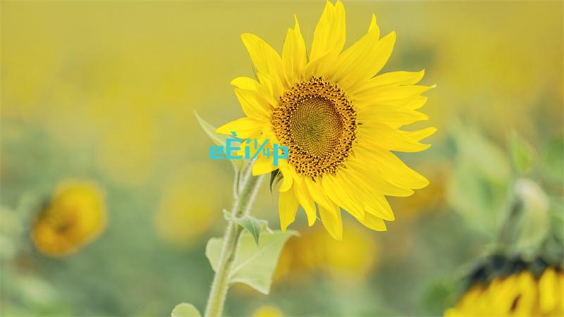 王者荣耀云缨去掉所有服装拿枪高清图