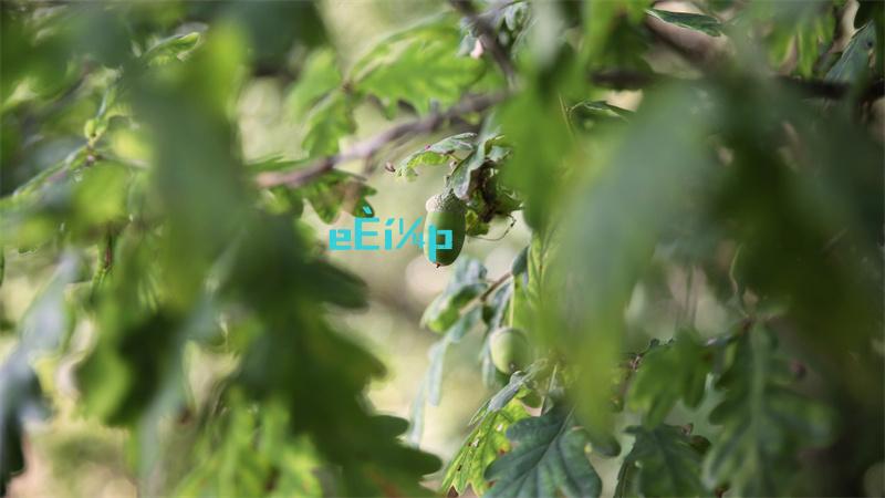 光遇花憩节先祖什么时候结束花憩节结束时间介绍