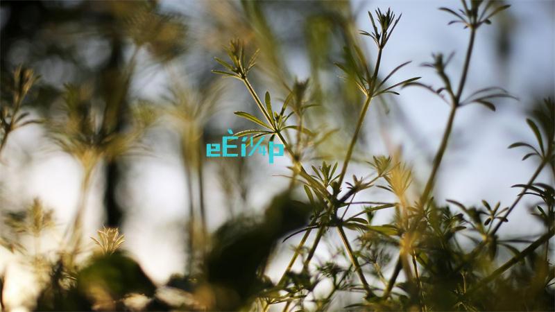 暗黑破坏神4剧情是什么暗黑破坏神4剧情详细介绍