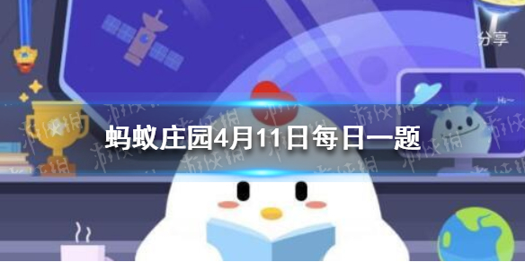 郁金香指的是
