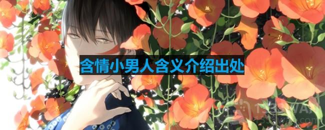 含情小男人含义介绍出处