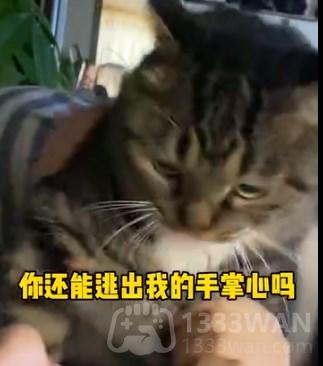 石矶娘娘是什么梗-含义介绍出处